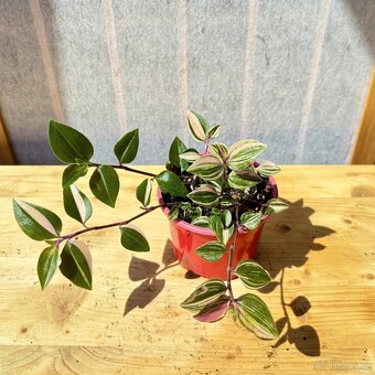 Voděnka, Tradescantia "Quadricola", baby - 6