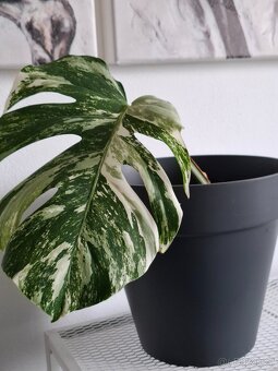 Monstera albo variegata - 6