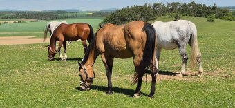Quarter horse k prodeji - 6