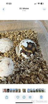 Želva uhlířská Geochelone carbonaria - 6