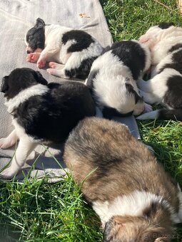 Štěňata border kolie - 6