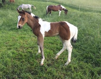 Predám 10 ročného žrebca Paint Horse - 6