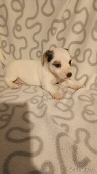 Jack Russell teriér - 6