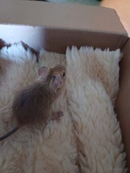 Osmák degu - 6