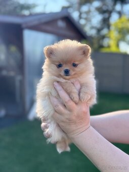 POMERANIAN s PP FCI - 6