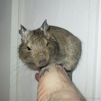 Osmák Degu - mláďata - 6