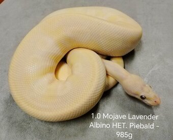 Krajta královská subadult a adult - 6