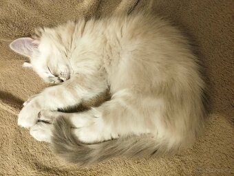 Ragdoll kříženec - 6
