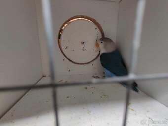 Agapornis ficheri - 6