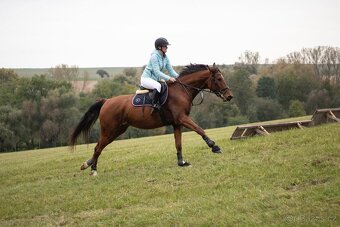 Prodám nadějného valacha. - 6