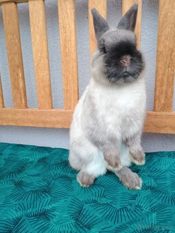 Zakrslý siamský sameček Méďa - 6