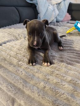 Stafordšírský bulteriér - 6