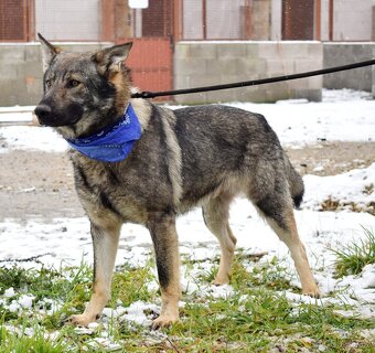 BOLEK K ADOPCI - 1,5 ROKU, PŘÁTELSKÝ,KONTAKTNÍ,HRAVÝ - 6