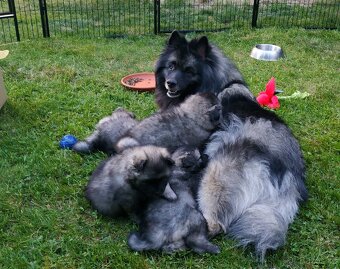 Vlčí špic / Keeshond - 6