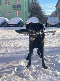 Labrador s Německým ovčákem - 6
