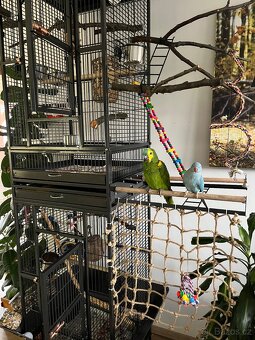 Alexandr malý - samička 5 měsíců - 6