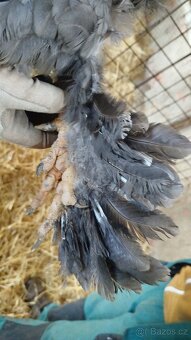 Kohout - Brahmanka velká (nestandardní zbarvení) - 6