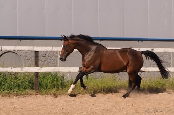 Trakénská klisna do sportu - 6