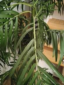 Prodám 2x umělá rostlina, výška cca 150cm - 6