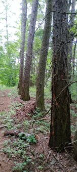 Prodej lesa - 6
