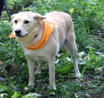 OMNIA K ADOPCI - 2 ROKY, HODNÁ,VDĚČNÁ,KLIDNÁ - 6