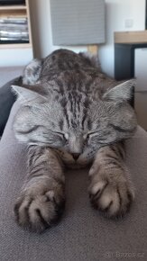 KRYTÍ WHISKAS BRITSKÝ KOCOUR - ČISTOKREVNÝ, ZKUŠENNÝ - 6