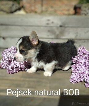 Welsh Corgi Pembroke, s PP FCI, NATURAL BOB - 6