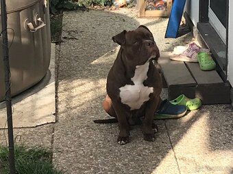 American bully - 6