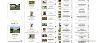 Štěně belgického ovčáka malinois s PP - 6
