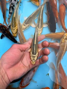 Koi kapři - 6