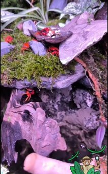 Otevřené přírodní Paludarium s kraby red tomato - 6