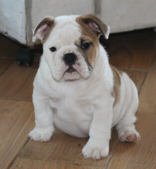 Anglický buldok s PP - 6