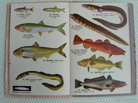 Vlče, skaut, rover a další knihy - 6