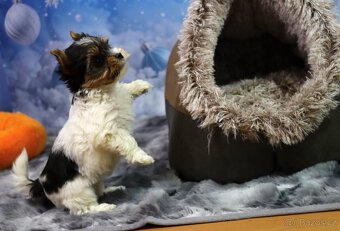 Biewer terriér jorkšírský - 6