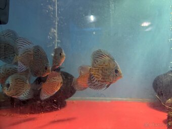 Terčovec discus - 6