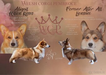 Fenka Welsh Corgi Pembroke s PP - 6