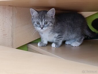 Prodám kocourky Britská modrá + whiskas - 6