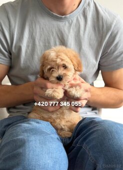 Maltipoo boy male caramel 1500€ - 6