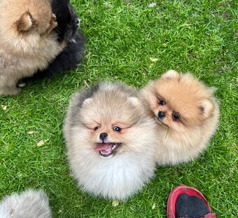 Pomeranian s pp FCI - 6