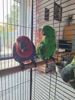 Eklektus roratus polychloros - 6