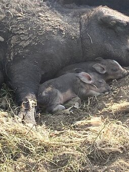 Čistokrevna Mangalice - 6