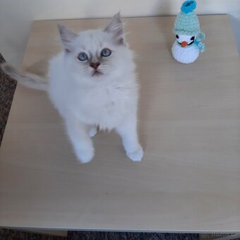 Prodám koťátka Ragdoll bez PP - 6