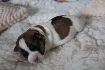 Jack Russell Teriér s PP - 6