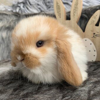 ❤️❤️miminka Minilop Kralicek Beránek - 6