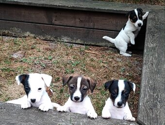 Jack Russel terier, kouzelná štěňátka - 6