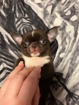 Čokoládový malinký nádherný chlapeček s PP FCI, Čivava - 6