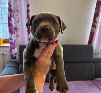 Americký Stafordširský Teriér - 6