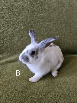 Králíčci - 3 samičky - odběr i jednotlivě - 6