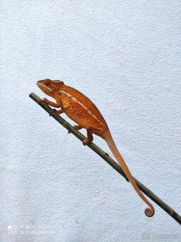 chameleon pardálí, terárium - 6