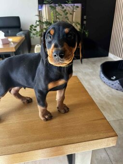 Šteňatá Doberman - 6